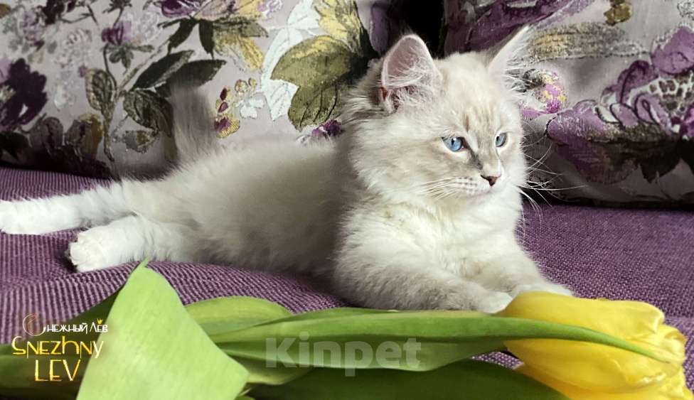 Кошки в Санкт-Петербурге: Невский маскарадный котенок Мальчик, 48 000 руб. - фото 4