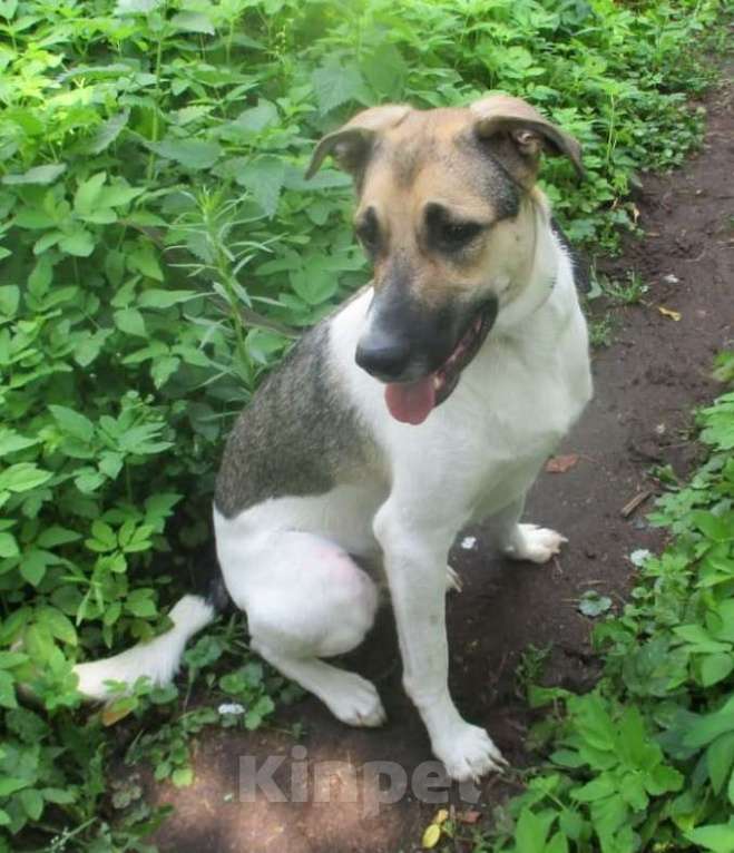 Собаки в Москве: Умный песик Робин Мальчик, Бесплатно - фото 3