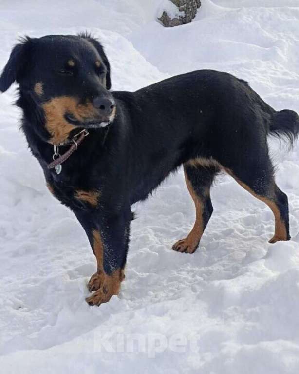 Собаки в других городах Московской области: Маленькая собачка Чапа в поисках дома Девочка, Бесплатно - фото 2