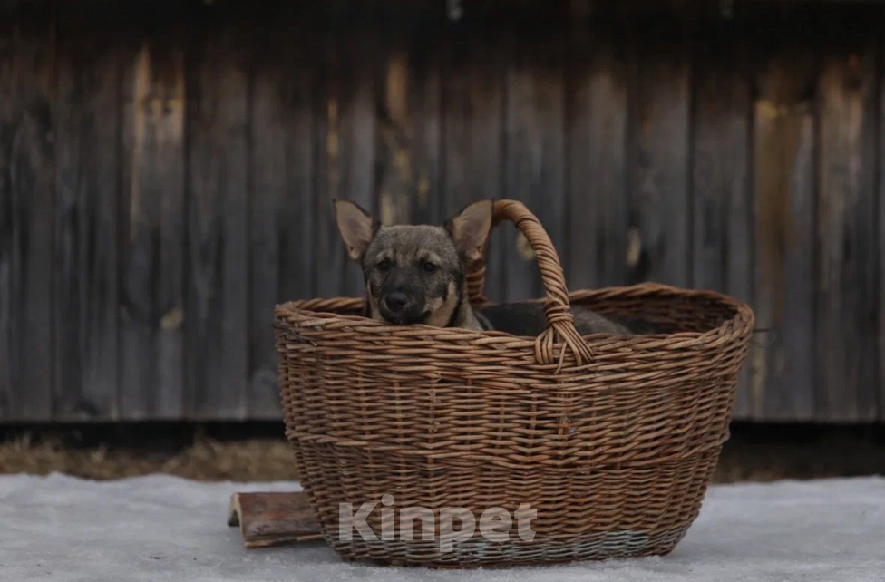 Собаки в Череповце: Шведский ВАЛЬХУНД  Девочка, Бесплатно - фото 4