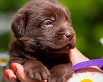 Собаки в Челябинске: Шоколадный кобель лабрадора -ретривера 1 месяц Мальчик, 40 000 руб. - фото 2
