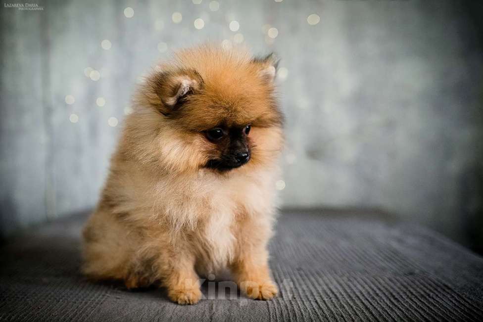 Собаки в Москве: Щенки немецкого шпица (малого) Мальчик, 60 000 руб. - фото 3
