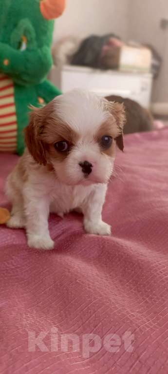 Собаки в Дмитрове: Мальчики кавалер Кинг Чарльз Спаниель Мальчик, 55 000 руб. - фото 5