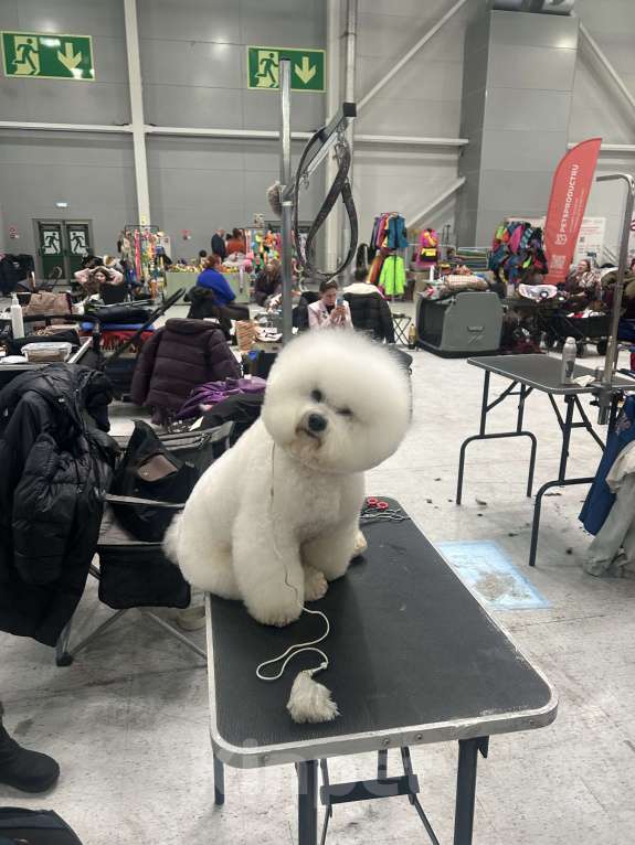 Собаки в других городах Московской области: ВЯЗКА БИШОН -ФРИЗЕ Мальчик, 1 руб. - фото 2