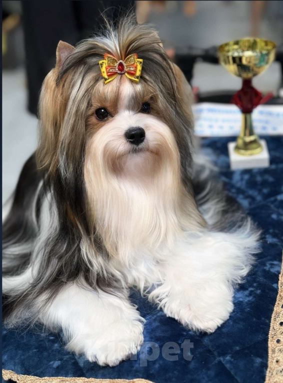 Собаки в Москве: Бивер, вязка с чемпионом Мальчик, Бесплатно - фото 1