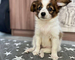 Собаки в Оренбурге: Породный щенок папийона  Мальчик, 40 000 руб. - фото 1