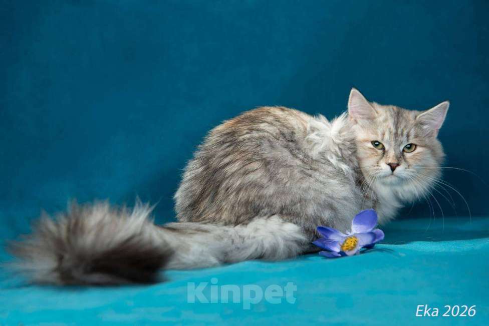 Кошки в Королеве: Сибирский котенок, девочка Девочка, 65 000 руб. - фото 5