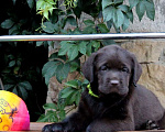 Собаки в Краснодаре: Шоколадный мальчик Мальчик, Бесплатно - фото 3
