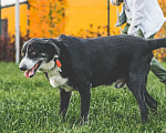 Собаки в Подольске: Одинокий приютский пес Пушок хочет найти хозяев! Мальчик, Бесплатно - фото 2