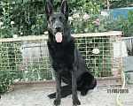Собаки в Новошахтинске: Чёрный кобель вео (вязка) Мальчик, 5 000 руб. - фото 4