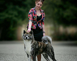 Собаки в Краснодаре: Вязка, 1 руб. - фото 1