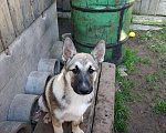 Собаки в Москве: Отдам бесплатно в надёж, Бесплатно - фото 6