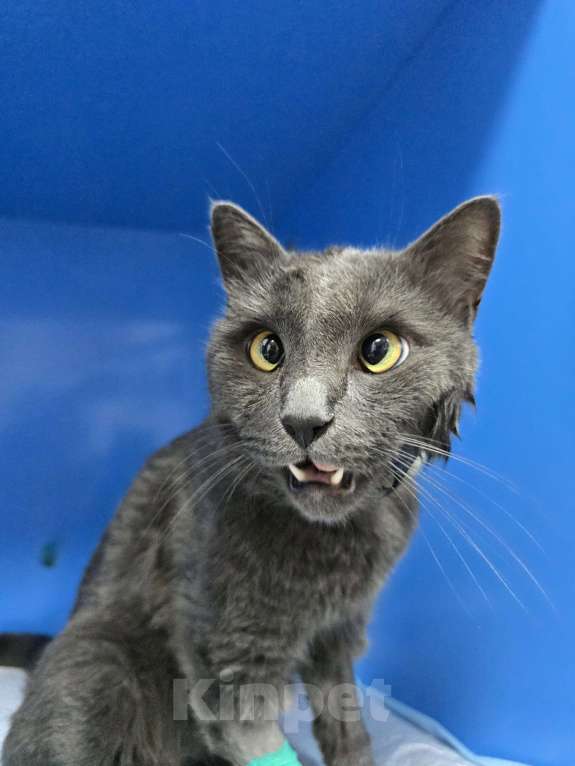 Кошки в Туле: Мурзик  Мальчик, 1 000 руб. - фото 2