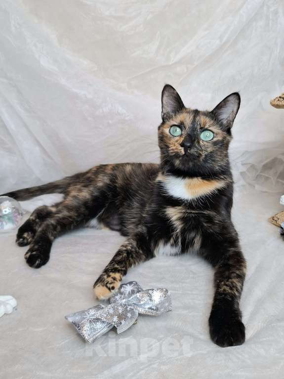 Кошки в Москве: Кошка с изумрудными глазами в добрые руки  Девочка, Бесплатно - фото 8