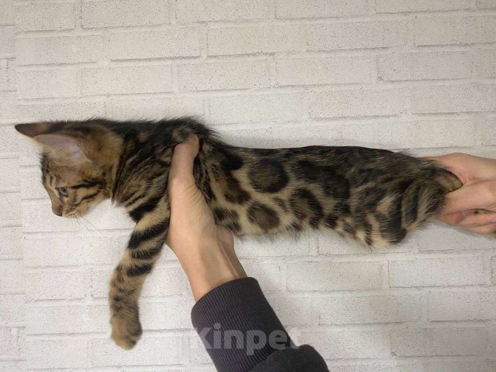 Кошки в Лобне: Бенгальская девочка Девочка, 25 000 руб. - фото 2
