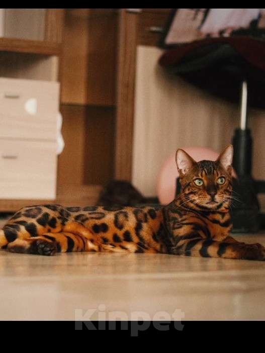 Кошки в Краснодаре: Бенгальская девочка Девочка, Бесплатно - фото 2