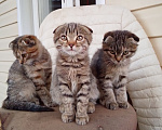 Кошки в Жердевке: Котята Девочка, Бесплатно - фото 1