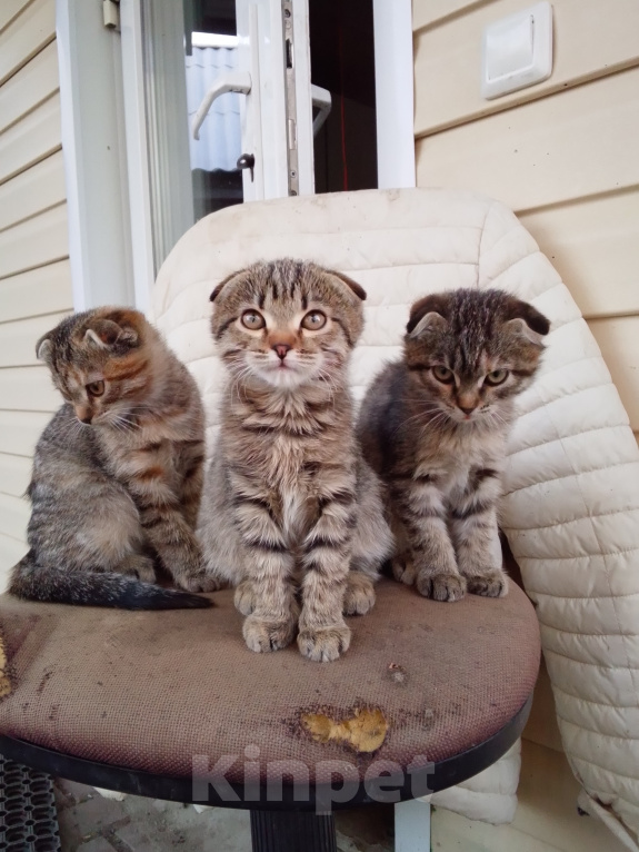 Кошки в Жердевке: Котята Девочка, Бесплатно - фото 1