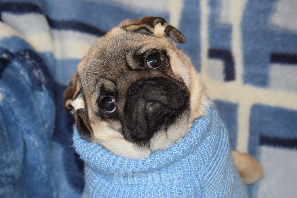 Собаки в Пскове: Красивый щенок мопса девочка 4 месяца Девочка, 50 000 руб. - фото 3