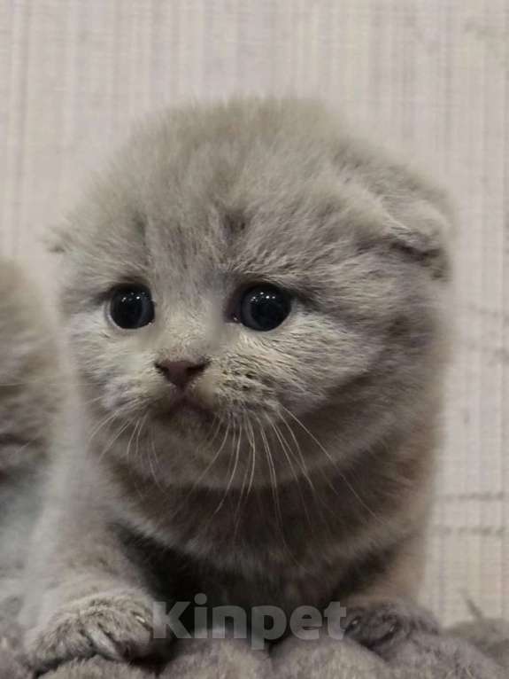 Кошки в Москве: Шотланские лиловые котята Девочка, 30 000 руб. - фото 1