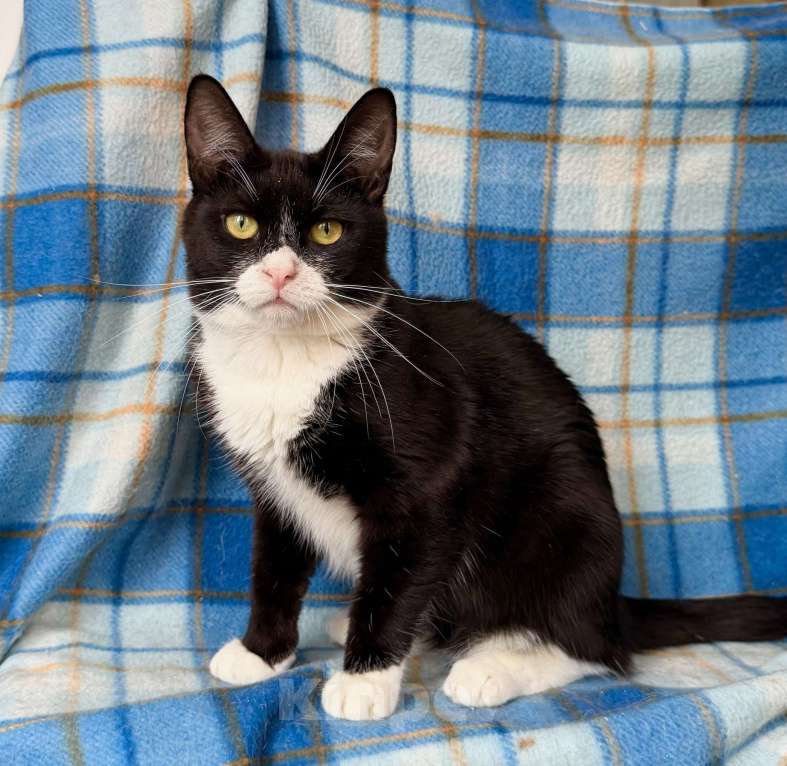 Кошки в Москве: Котенок Лола - идеальный по характеру ребенок в добрые руки Девочка, Бесплатно - фото 5