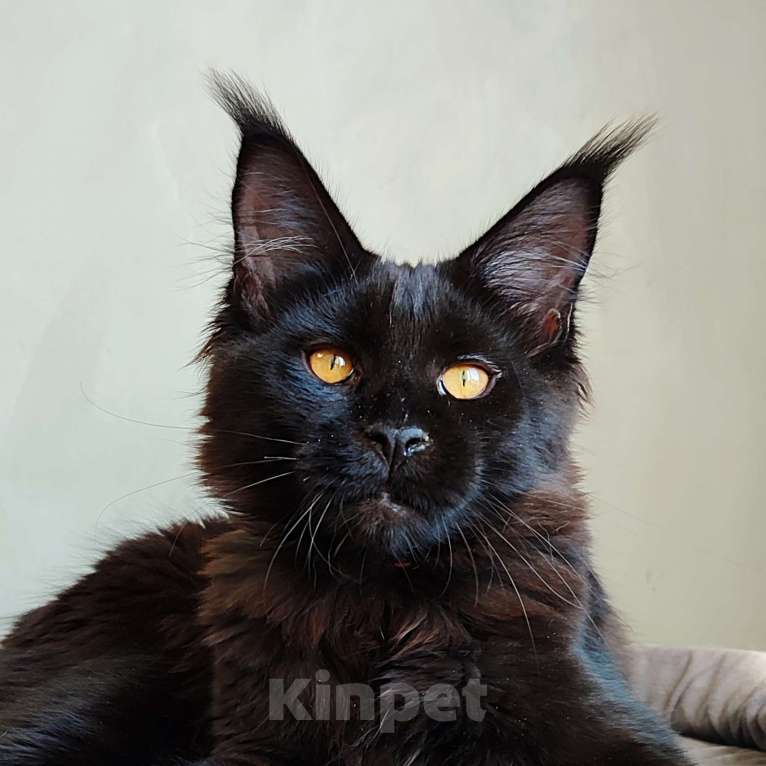 Кошки в Красноярске: Кошечка мейн-кун Девочка, 35 000 руб. - фото 1