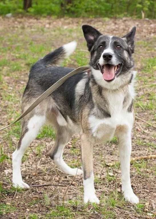 Собаки в Москве: Джек. Бывшедомашний парень Мальчик, 1 руб. - фото 5