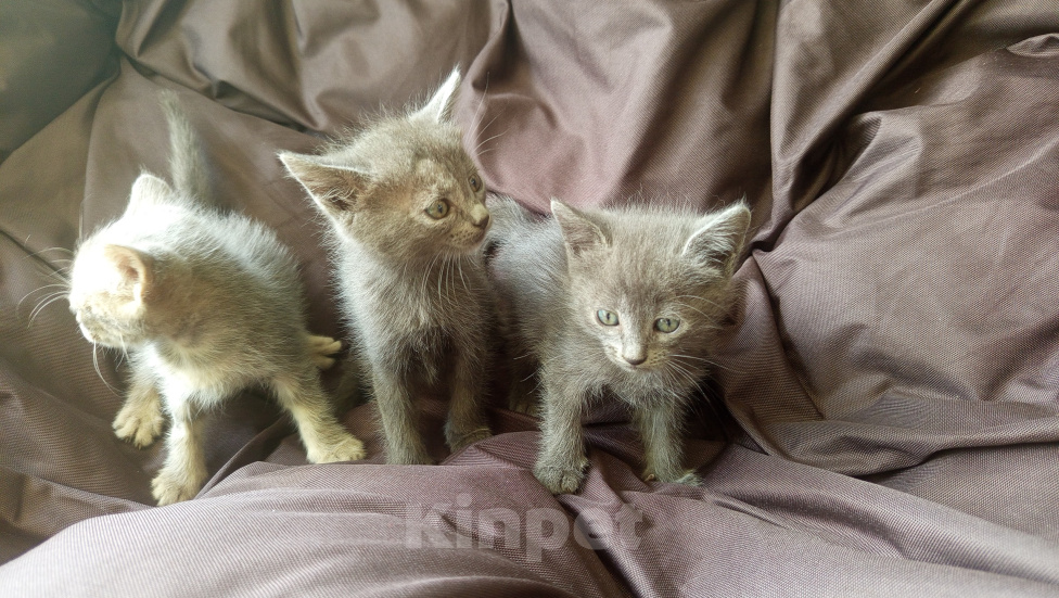Кошки в других городах Ставропольского края: Отдам котенка в добрые руки Разнополые, Бесплатно - фото 3
