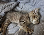 Кошки в Нальчике: Отдам малышку в добрые руки Девочка, Бесплатно - фото 2