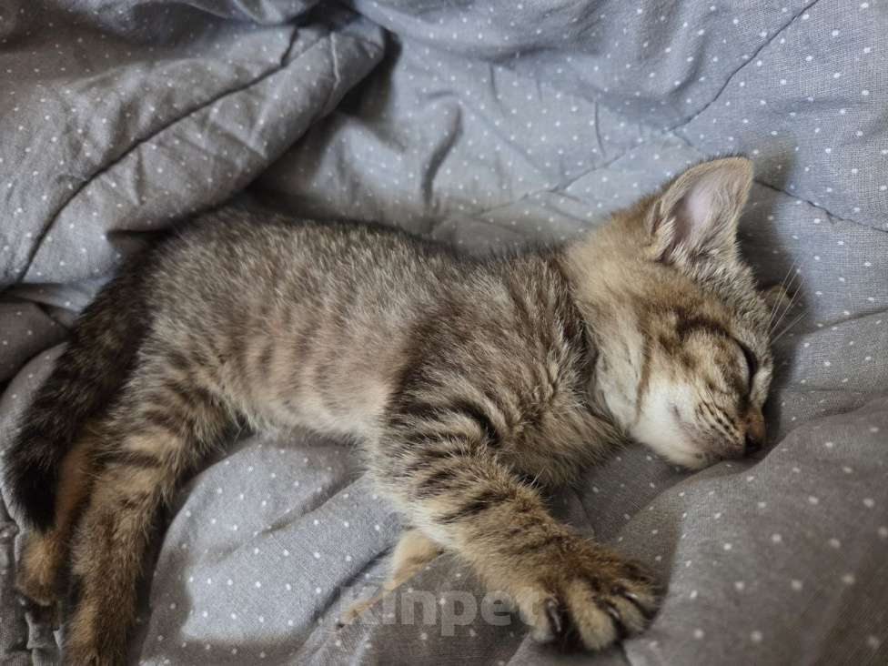 Кошки в Нальчике: Отдам малышку в добрые руки Девочка, Бесплатно - фото 2