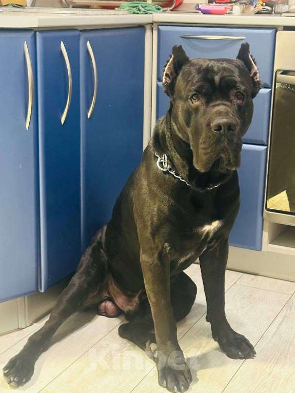 Собаки в других городах Московской области: Отдам в добрые руки Мальчик, Бесплатно - фото 1