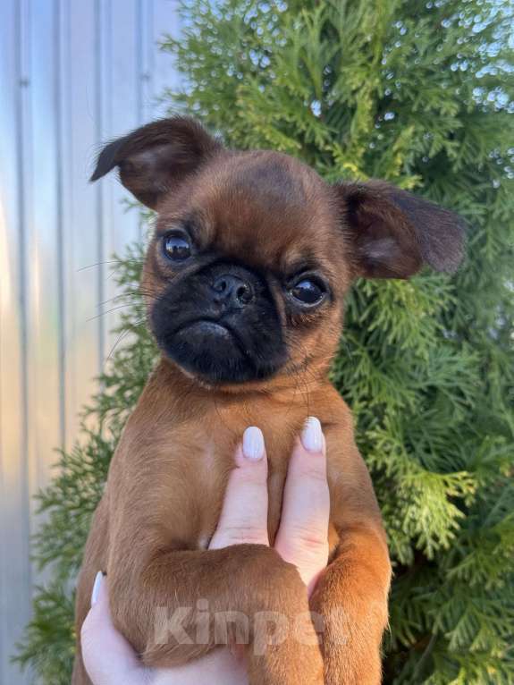 Собаки в Череповце: Щенок пти-брабансона Мальчик, 60 000 руб. - фото 2