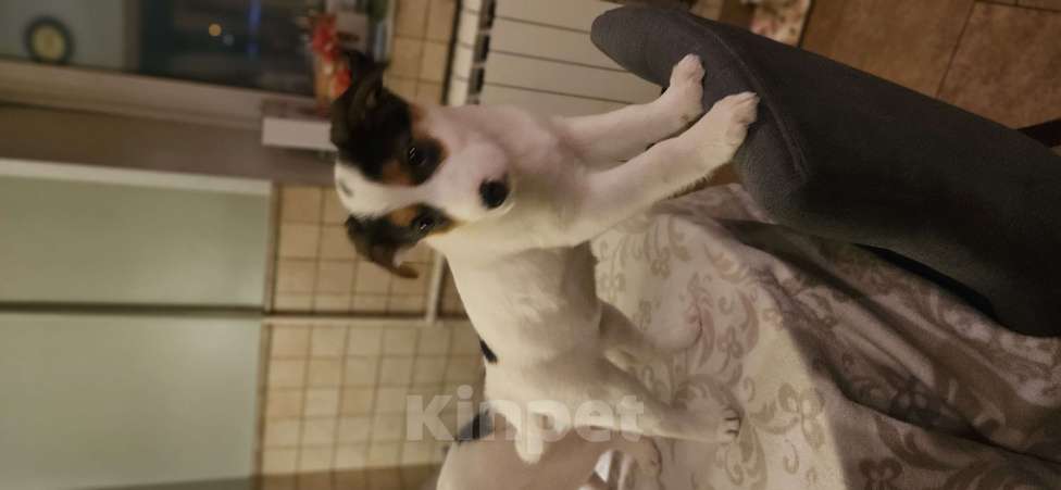 Собаки в Москве: Маленькая путешественница Девочка, Бесплатно - фото 6