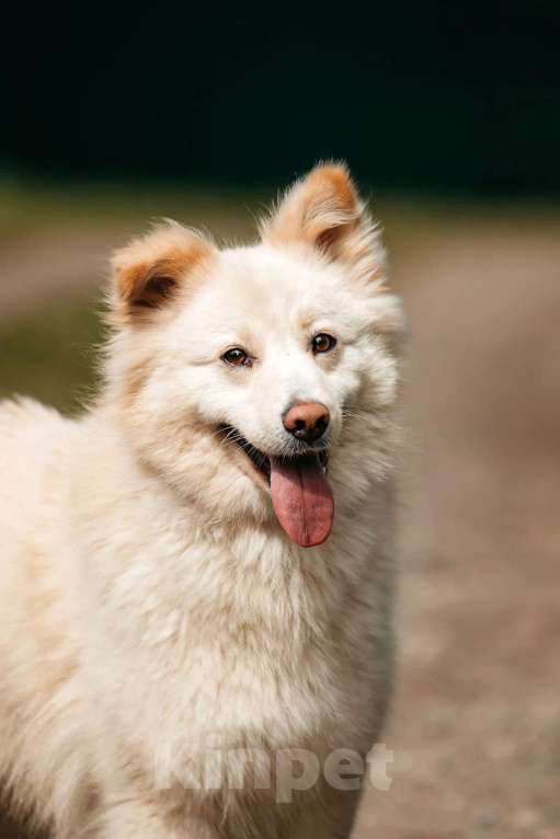 Собаки в Москве: Пушистая собака-мечта Джессика в добрые руки Девочка, 1 руб. - фото 4