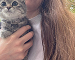 Кошки в Волгограде: Ласковая девочка в добрые руки Девочка, Бесплатно - фото 2