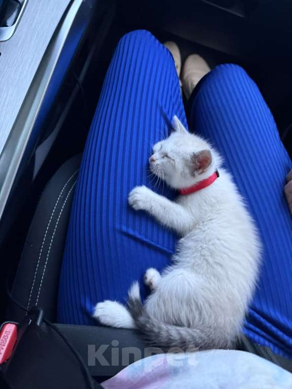 Кошки в Москве: Кот в добрые руки Мальчик, Бесплатно - фото 3