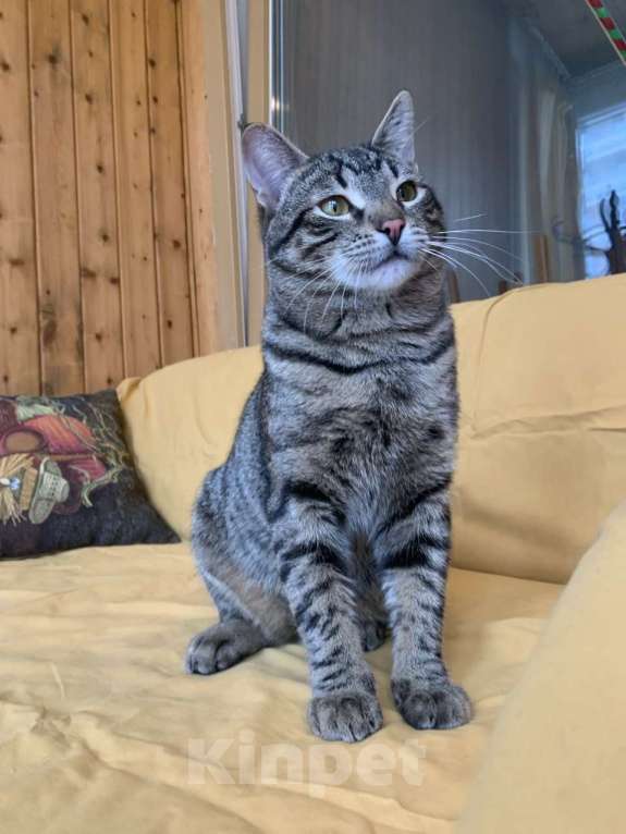 Кошки в Москве: юный котик Дениска ищет дом Мальчик, Бесплатно - фото 5