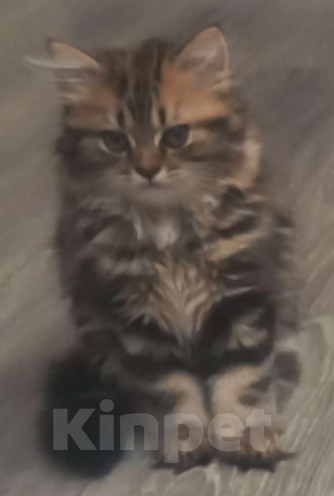 Кошки в Балашихе: Вашему вниманию замурчательный котенок Мальчик, 10 000 руб. - фото 3