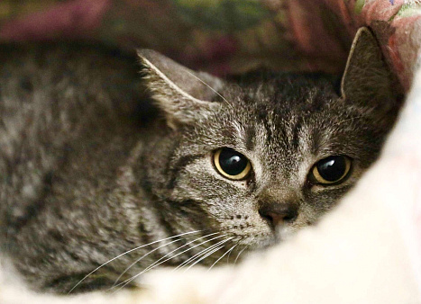 Клепа - метис британской кошечки, в добрые руки