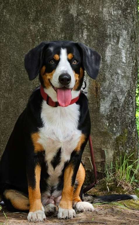 Собаки в Москве: Щенок Энтлебухер Зенненхунд  Девочка, 70 000 руб. - фото 3