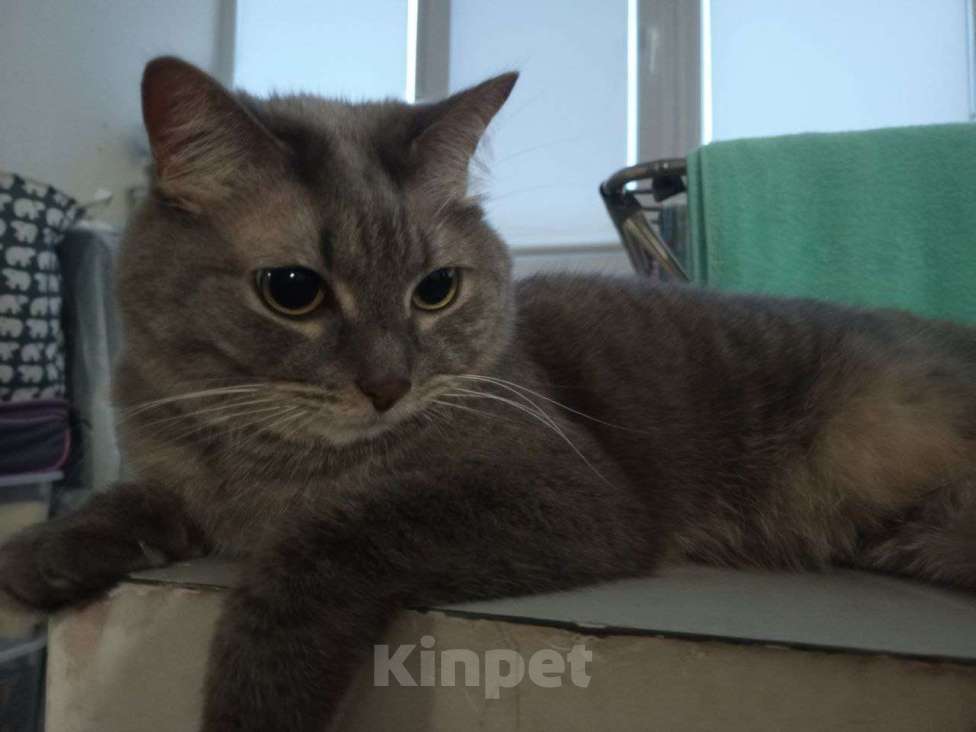 Кошки в Екатеринбурге: Отдам молодого кота в добрые руки Мальчик, Бесплатно - фото 1