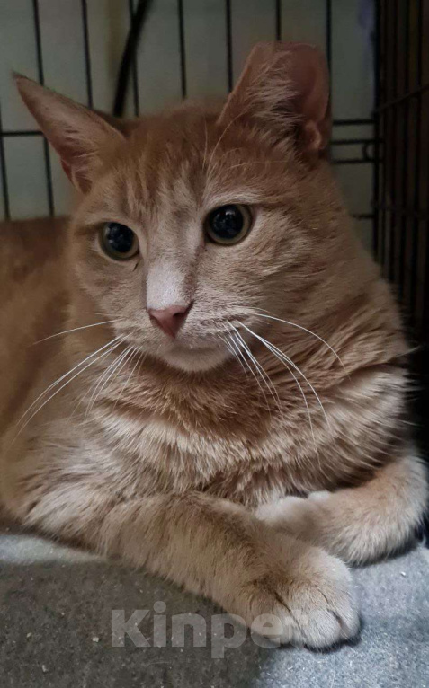 Кошки в Санкт-Петербурге: Персик ищет дом Мальчик, Бесплатно - фото 1