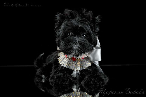 Цветной йорк черная кукла