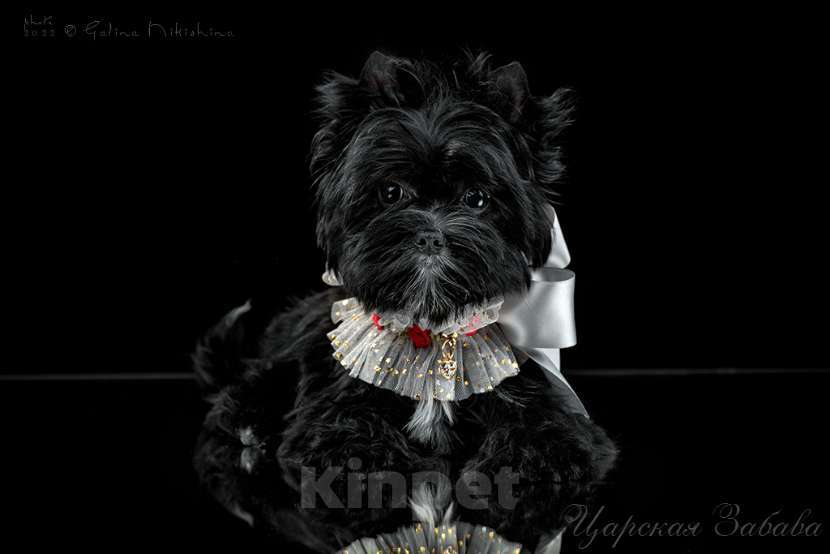 Собаки в Москве: Цветной йорк черная кукла Девочка, 70 000 руб. - фото 1