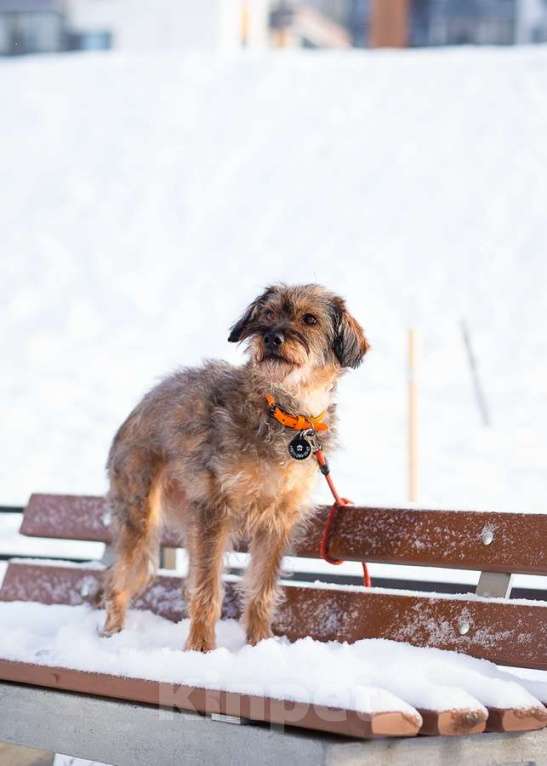 Собаки в Санкт-Петербурге: Редкой внешности собачка ищет дом Девочка, Бесплатно - фото 2