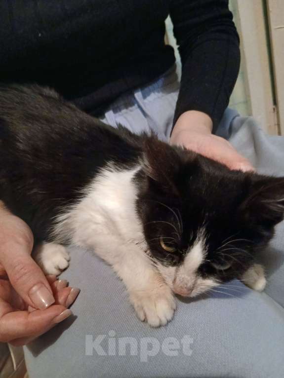 Кошки в Ярославле: Котенок Мальчик, Бесплатно - фото 3