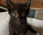 Кошки в Сочи: Черный котёнок в добрые руки Мальчик, Бесплатно - фото 2