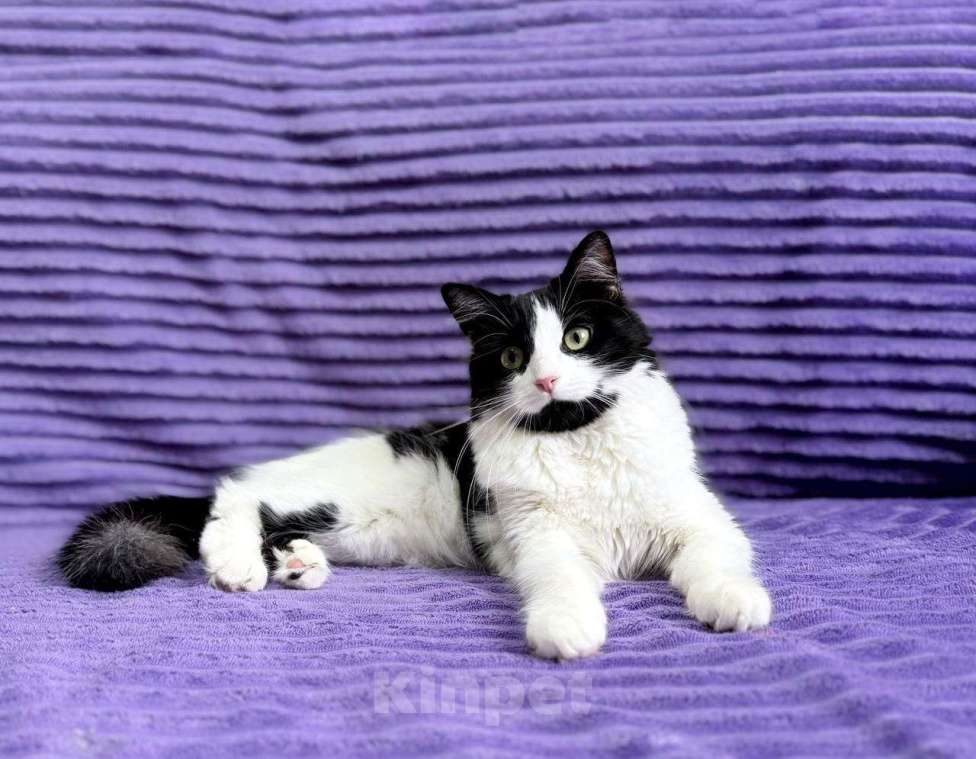 Кошки в Москве: Знакомьтесь — Чита! Девочка, 1 руб. - фото 5