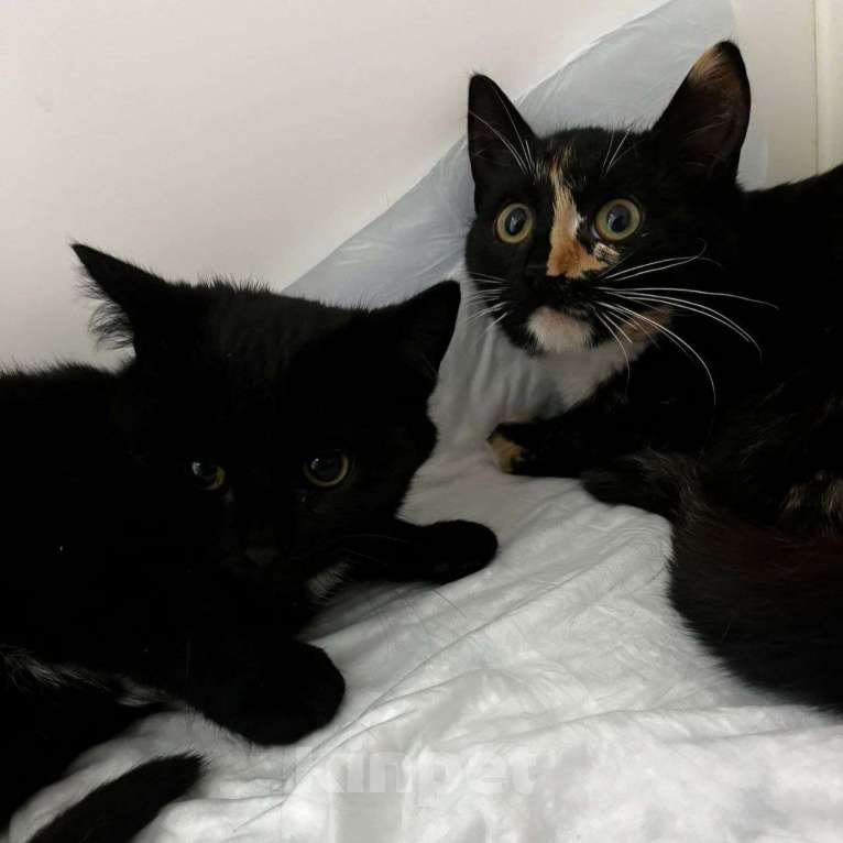 Кошки в Москве: Маленьким котятам никуда идти 🆘️ Срочный поиск дома Девочка, Бесплатно - фото 3