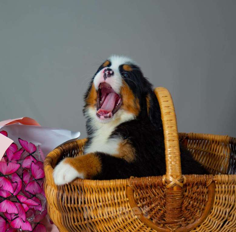 Собаки в Богдане: Щенки бернского зенненхунда Девочка, 80 000 руб. - фото 7